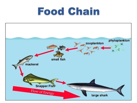 Food Chains - Belle Isle Aquarium remora fish diagram 